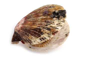 Opened scallop