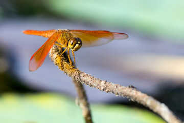 Soft focus on the background of a pond with green leaves and a close-up of a red dragonfly perched on a branch
