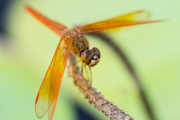 Soft focus on the background of a pond with green leaves and a close-up of a red dragonfly perched on a branch