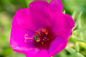 Close up of a working bee covered in pollen in a pink flower