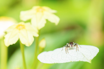 A small spider on a leaf and  yellow flowers in the background in soft focus