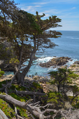 View of blue water on top of California cliff through green trees