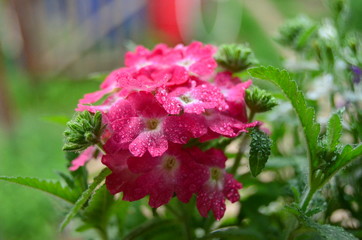 Blooming verbena flowers on a background of green grass