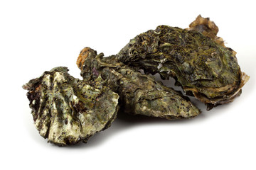 Oysters