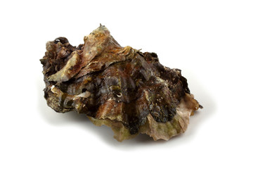 Oyster