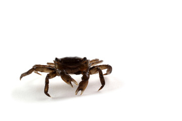 Little crab
