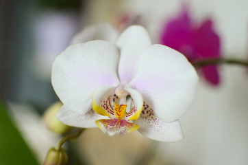 Orchid flower, blooming bud, close-up