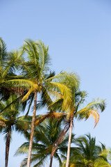 palm trees a clear summer day