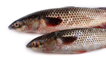 Pelengas (So-iny mullet)