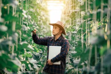 A farmer agronomist examines intelligent farming using modern technology in agriculture. With a digital tablet computer of a melon farm