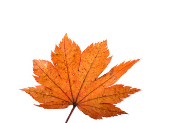 Autumn maple leaf
