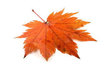 Autumn maple leaf