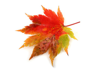 Autumn maple leaf
