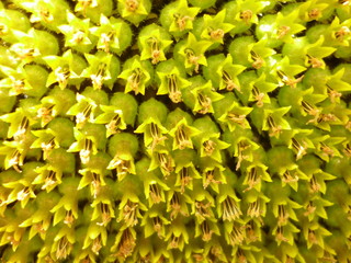 Le coeur du tournesol