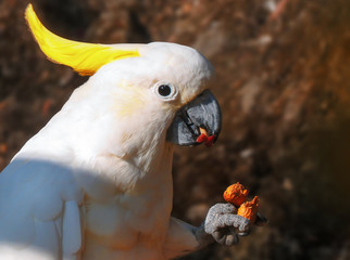 white and yellow macaw,macaw having food.