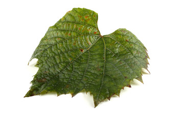 Autumn grape leave