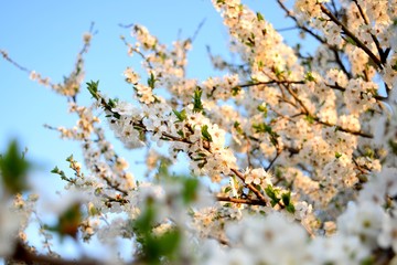 White spring flowers at sunset in the evening