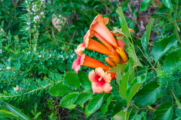 Trumpet vine Campsie radicans, is a species of flowering plant of the family Bignoniaceous, native...