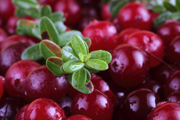 Cranberry background