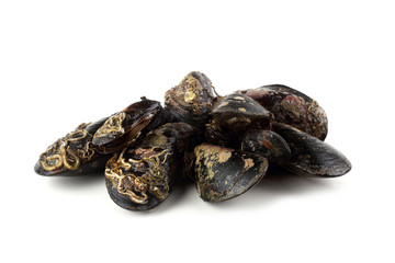 Mussels