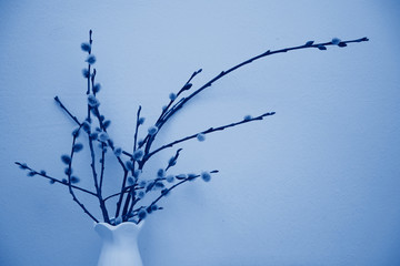 Fresh fluffy willow twigs in a vase, tinted photo in classic blue. Beautiful home decor in spring,...