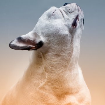 Close Up Image Of A Dog