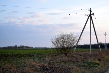 Birds on wires and poles of a power line in a field