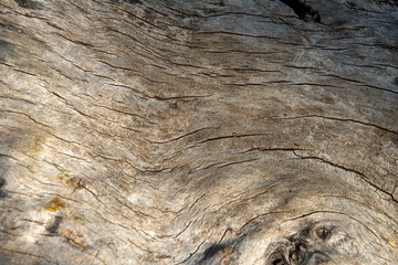 Peeled tree trunk
