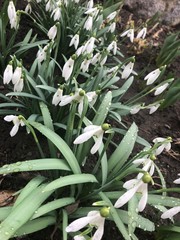 snowdrops in the garden