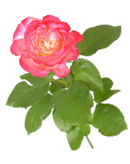 rose bouquet