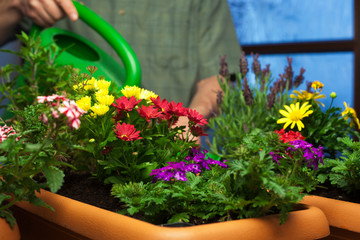 Gardener watering flowers in plant pots in a greenhouse