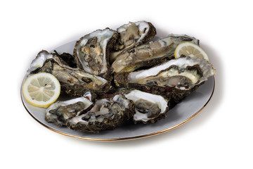 Oysters on dish