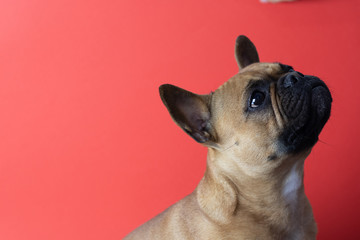 Cute French Bulldog on red background