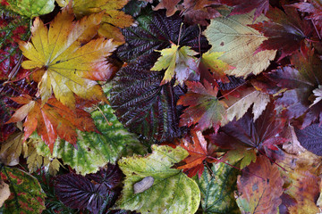 Autumn leaves background