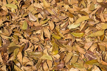 Fall season, dry leaves background, outdoor day light