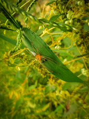 Spider on a leaf