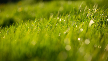 herbe verte qui brille dans la lumière du coucher de soleil