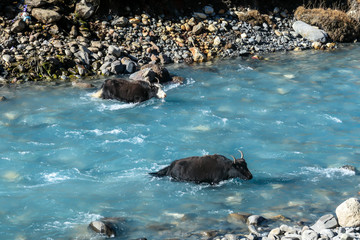 Two black Yaks crossing the river in the Manang Valley, Annapurna Circuit Trek, Himalayas, Nepal. Crystal clear water, shore made of small pebbles and bigger rocks. Strong animals against the current
