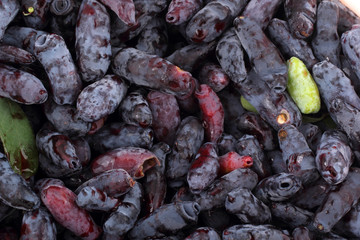 Honeysuckle berries background