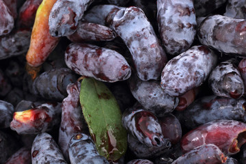 Honeysuckle berries background