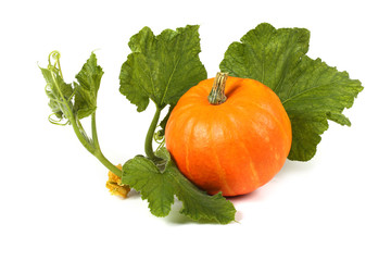 Pumpkin and leaves
