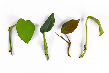 Various leaf and stem cuttings from tropical house plants used for propagation on white background © Firn