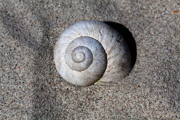 Schnecke im Sand