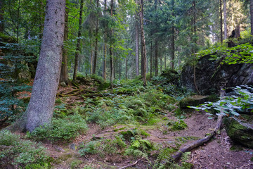 Bayerischer Urwald