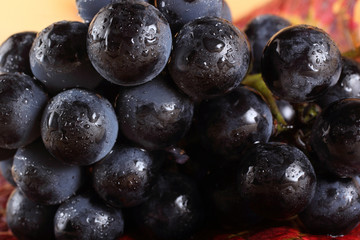 Black wine grape on autumn leaf
