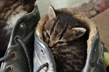 small striped cat climbed in my boot