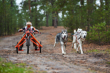 Carting dog mushing race