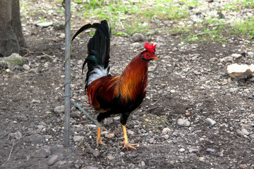 rooster in the field