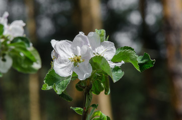 apple tree in blossom in springtime