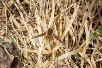 Large bee-fly resting on the ground